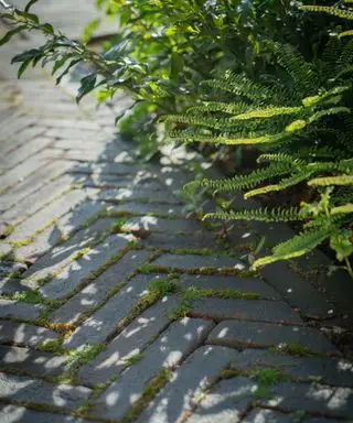 Nach Norden ausgerichtetes Gartendesign-Detail von Farlam & Chandler