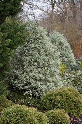 Haie d'intimité Pittosporum