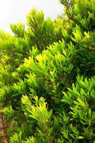 Haie de confidentialité Morella California