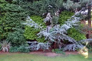 Haie d'intimité mixte