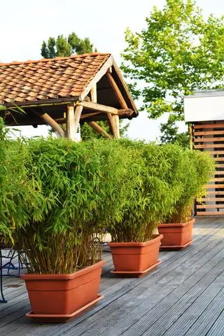 bambou dans un jardin