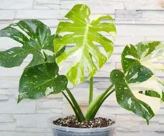 Monstera deliciosa