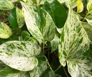 Potos veteados con hoja variegada