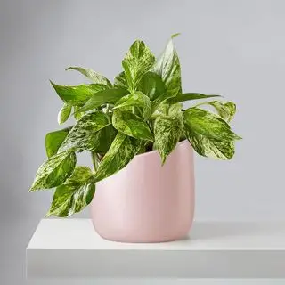 Pothos reina de mármol con hoja variegada
