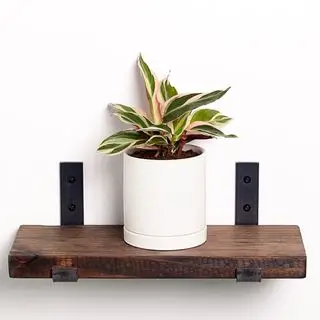 Stromanthe triostar con follaje rosa abigarrado