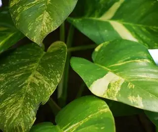 Las mejores plantas de interior abigarradas: 4 variedades con una estética inusual