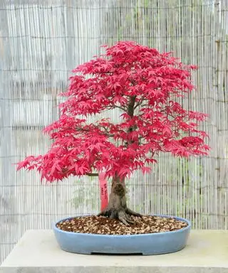 Árvore bonsai de bordo japonês vermelho