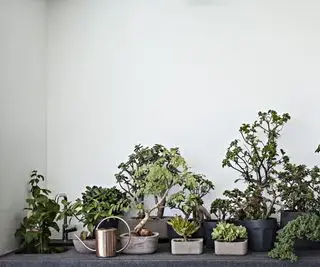 Coleção de árvores bonsai
