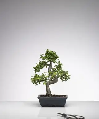 Árvore bonsai