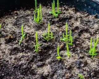 unge dragefruktplanter dyrket fra frø