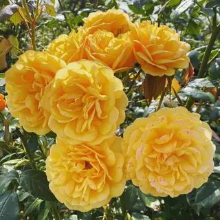 Quand planter des roses – pour de belles fleurs parfumées