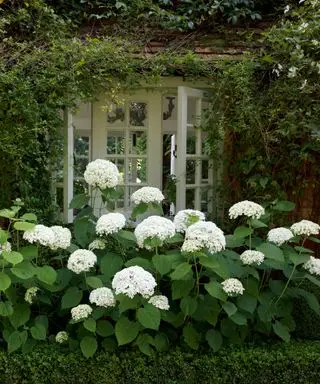 t Hydrangea arborescens ‘Annabelle’, lemovka truhlíkov a Hydrangea anomala petiolaris a vždyzelený hviezdicový jazmín pri kuchynskom okne v záhrade paola moschina a philipa Vergeylena