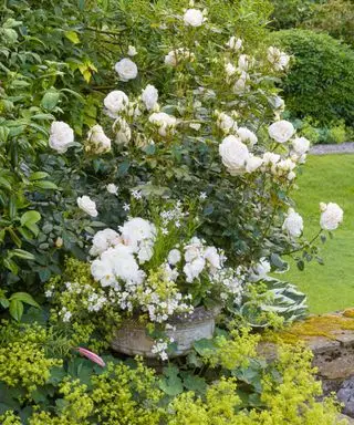 Nápady na biele záhrady – 10 elegantných dizajnov plných tvaru a textúry