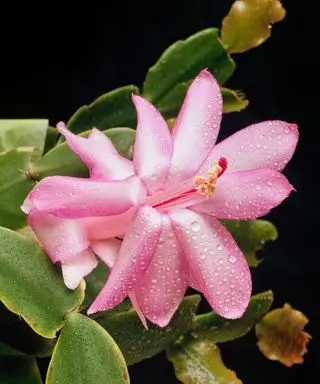 Flor rosa de cacto de natal