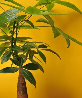 Pourquoi les feuilles de mon arbre à argent jaunissent-elles ? Les experts partagent les explications et les remèdes