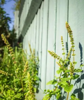 Záhradný plot natretý mätovo zelenou farbou