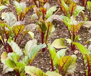 sadenice červenej repy rastúce in situ za slnečného dňa