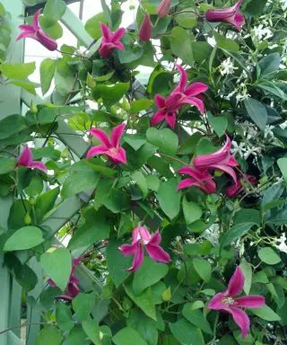 Lila Clematis wächst an einem Spalier empor