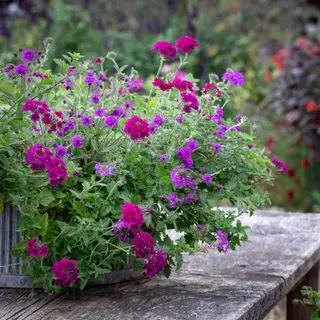 ružová a fialová výsadba