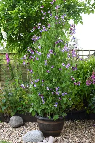 Výsadba chatovej záhrady