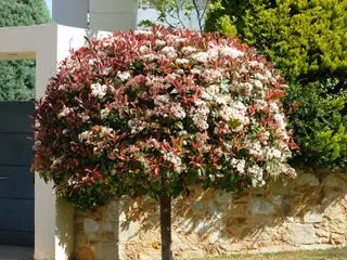 Un pettirosso rosso Photinia fraseri con foglie rosse e verdi e fiori bianchi