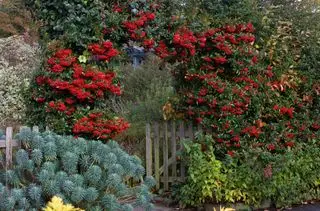 Pyracantha coccinea