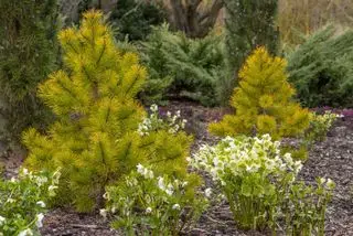 Un giardino primaverile con fiori di Elleboro bianco e Pinus contorta