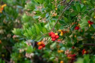 frutti colorati maturi e fiori di Arbutus unedo, corbezzolo, arbusto sempreverde o piccolo albero della famiglia