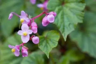 bégonia grandis rustique sous-espèce evansiana