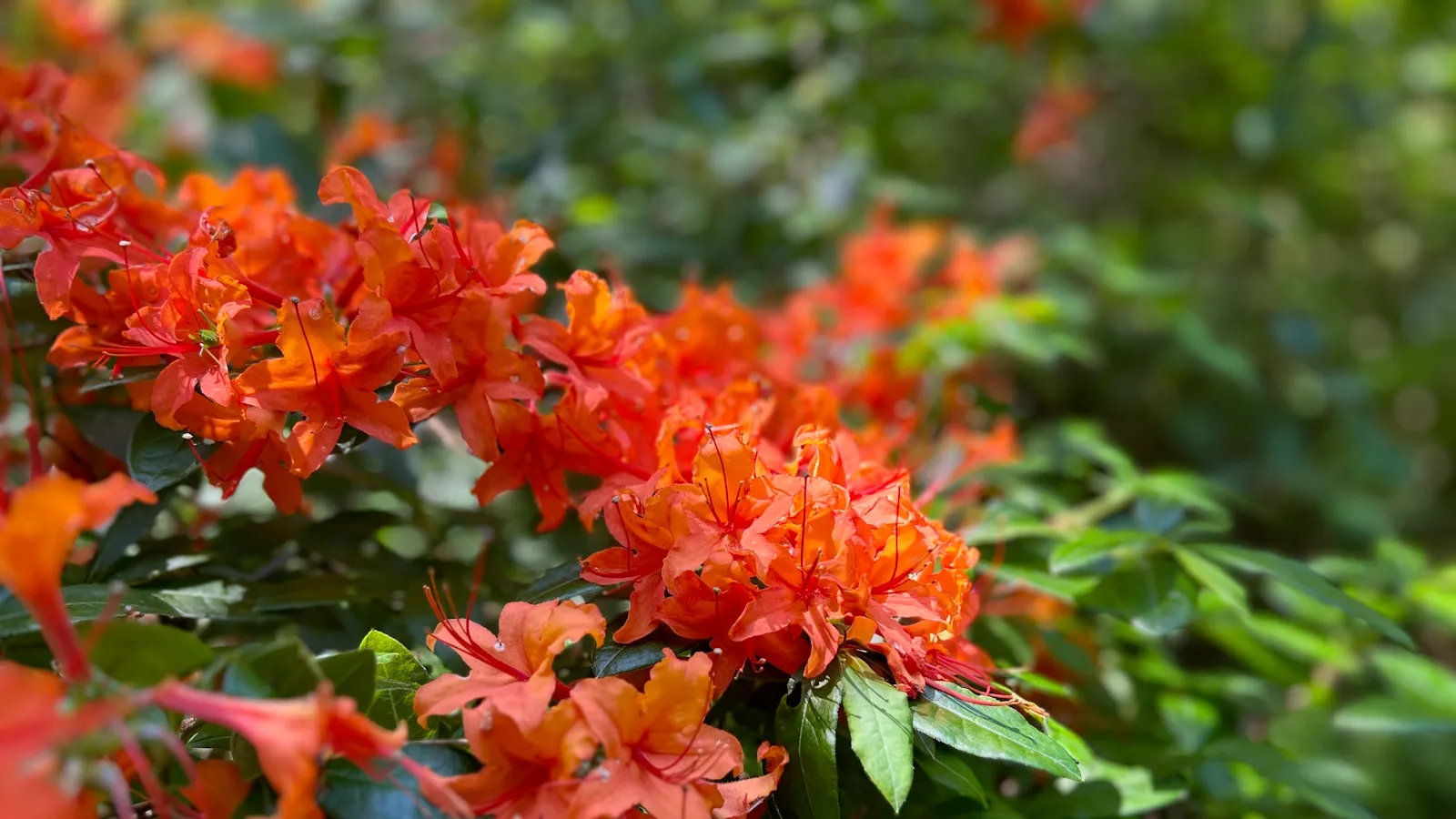 Oranger Rhododendron blüht in einem sonnigen Frühlingsgartenrand' loading='lazy' title=