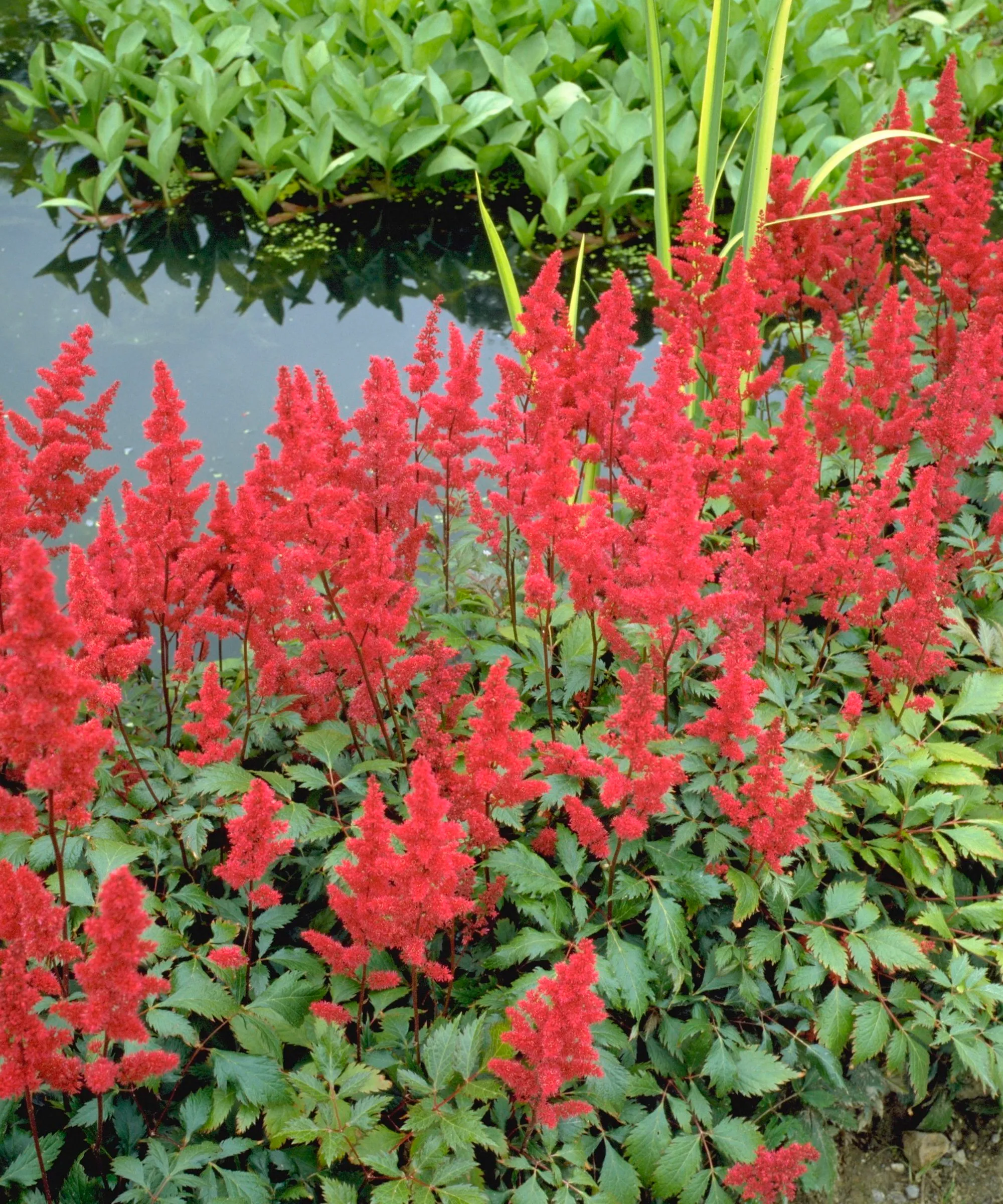 Rote Astilba-Pflanzen wachsen neben einem Gartenteich' loading='lazy' title=
