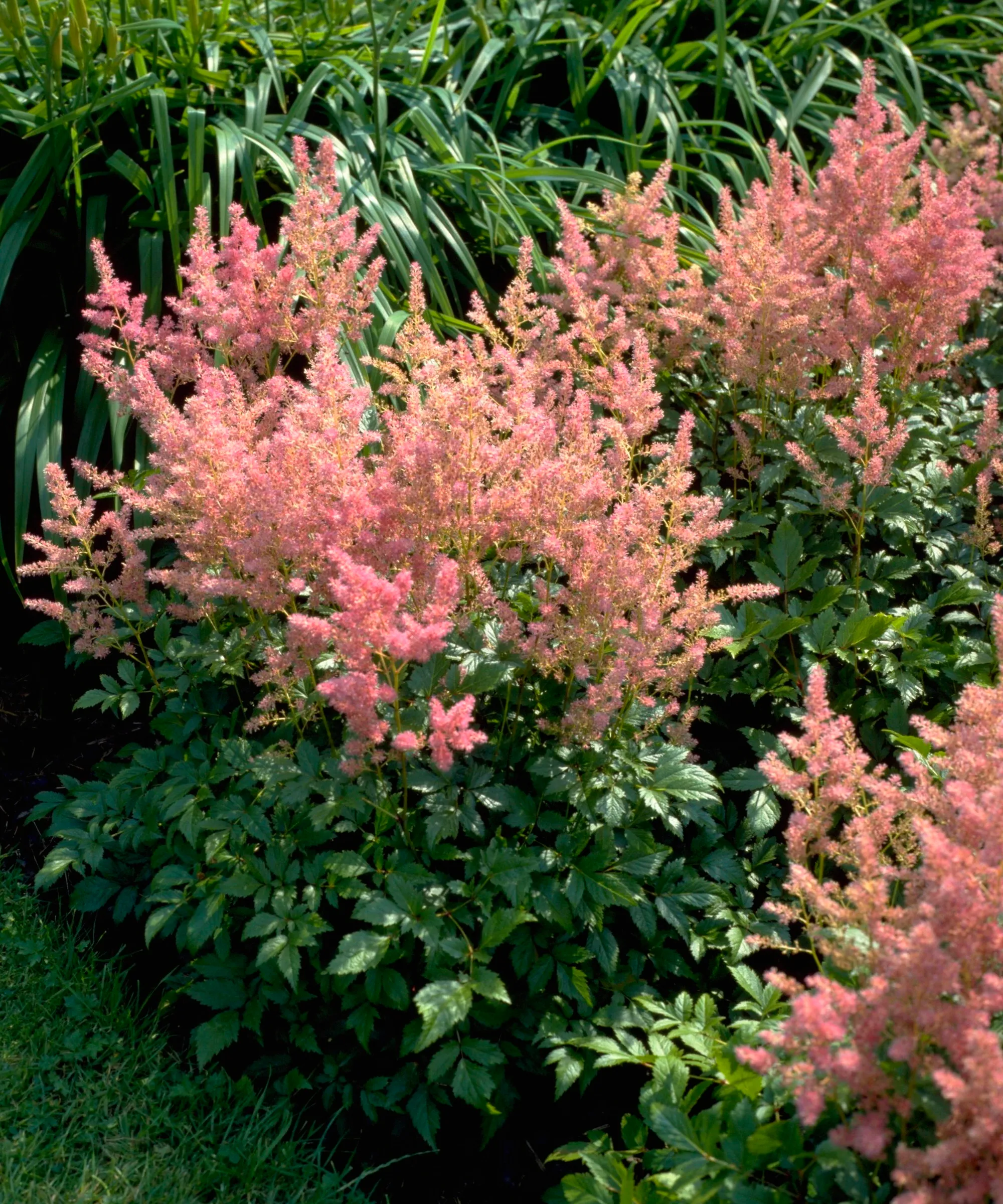 Rosa blühende Astilbe-Pflanzen in einem Garten' loading='lazy' title=