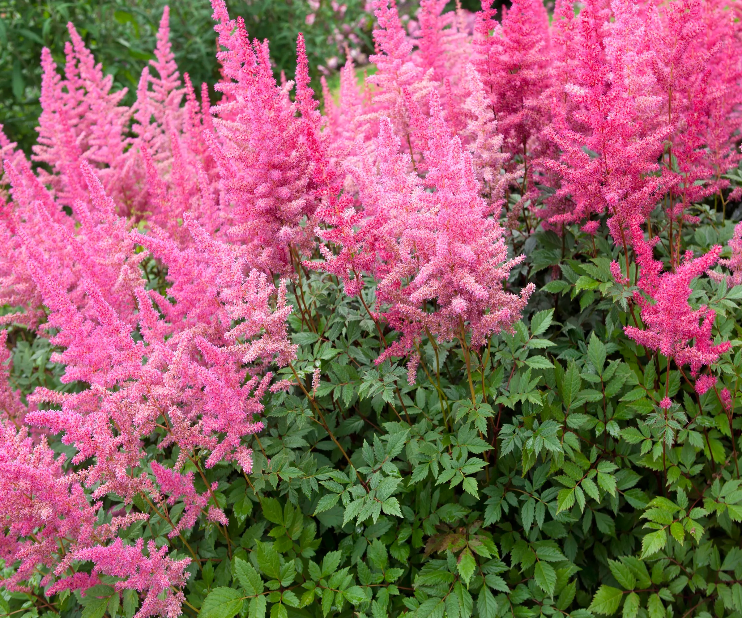 Astilbe' loading='lazy' title=