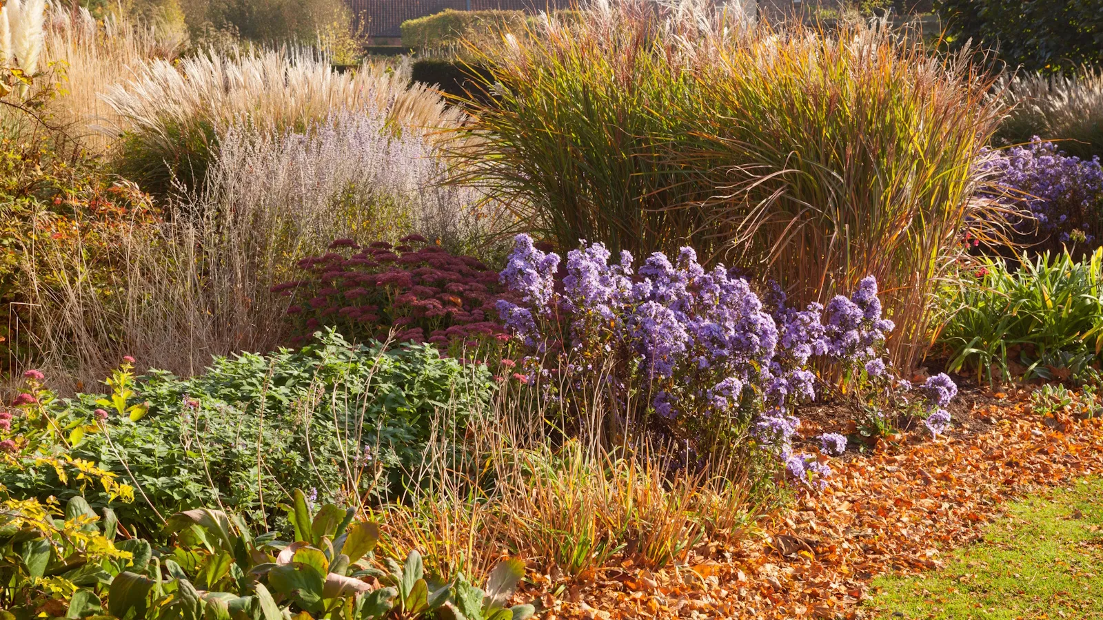 Wie man Astilbe im Herbst pflegt, um die Pflanzen gesund zu halten und Jahr für Jahr eine tolle Präsentation zu haben