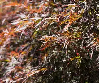 Acer palmatum var. disséqué