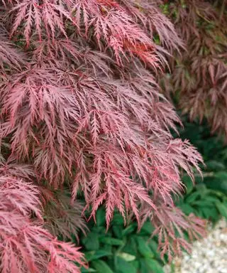 Acer palmatum Reine Pourpre