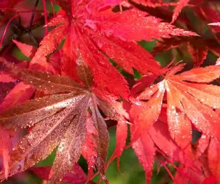 feuilles d'acer rouge