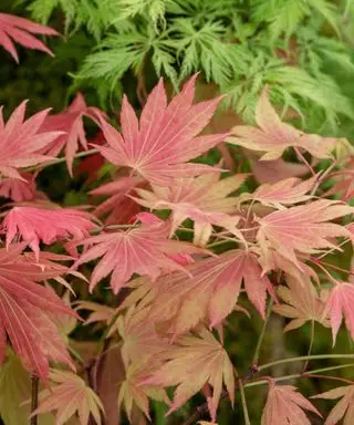Acer Shirasawanum « Lever de lune »