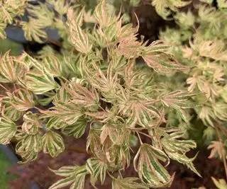 Gros plan de l'Acer palmatum higasayama