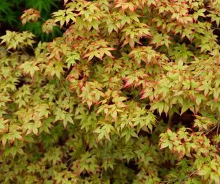 Variétés d'érables japonais - 10 acers époustouflants à ajouter à votre jardin