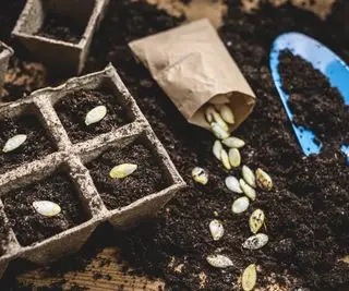 Såing av gresskarkjerner