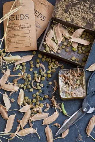 Søte ertefrøpakker og frø på bordet