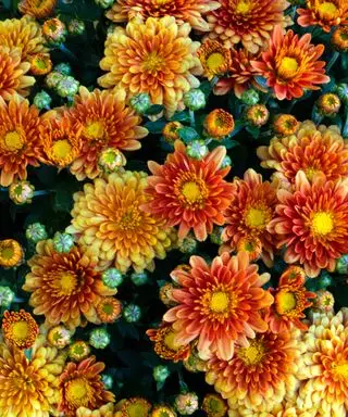 Como manter os crisântemos florescendo? Os 6 passos vitais dos nossos especialistas para manter o seu em plena floração