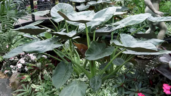 Sådan overvintrer du elefantører