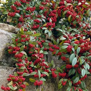 Cotoneaster frigidum 'Cornubia