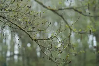 Alnus glutinosa, l'aulne commun avec des chatons et des cônes