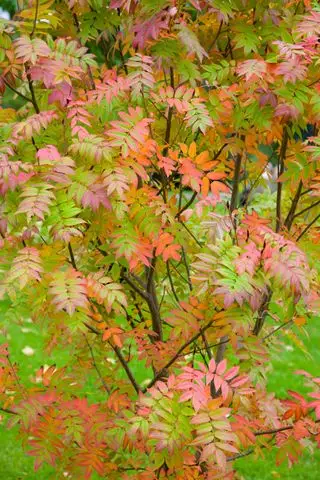 Sorbus commixta ou sorbier japonais