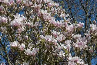 Magnolia chinois, Magnolia x soulangeana, arbre en pleine floraison au printemps, Berkshire, avril