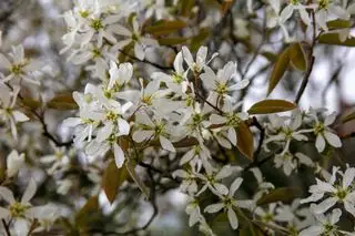 Fleurs blanches du Juneberry (Amelanchier × lamarckii) au printemps