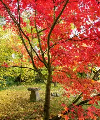 L'érable du Japon, Acer palmatum 'Osakazuki
